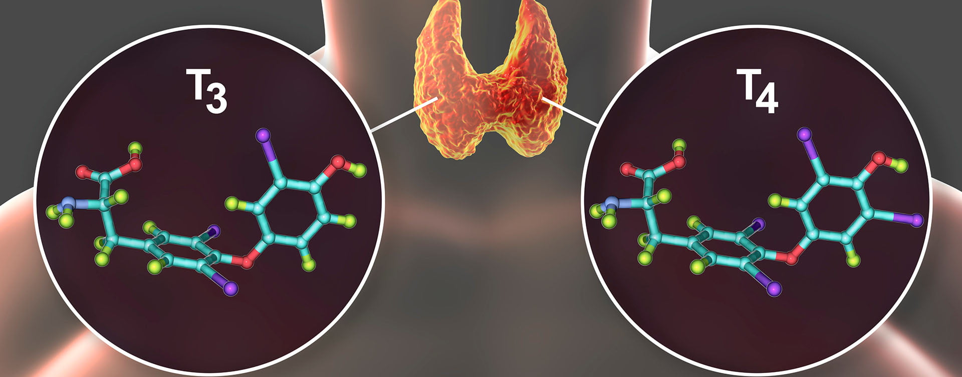 Molecules of thyroid hormones T3 and T4. Triiodothyronine and thyroxine, 3D illustration